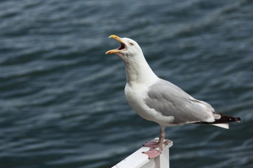 screaming-seagull-871281366461t69a