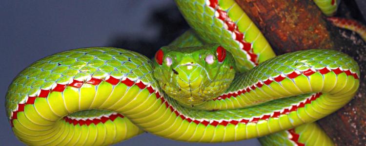 POPE'S PIT VIPER  Trimeresurus popeiorum Venomous Uncommon Generally encountered at night above an elevation of 800 metres.. Image shot 2008. Exact date unknown.